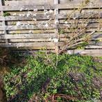 Gepensionseerde tuinliefhebber gezocht, Ophalen, Hout, Minder dan 3 meter