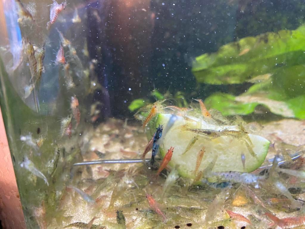 Garnalen( kleurrijke mix), Dieren en Toebehoren, Vissen | Aquariumvissen, Kreeft, Krab of Garnaal, Zoetwatervis, Schoolvis