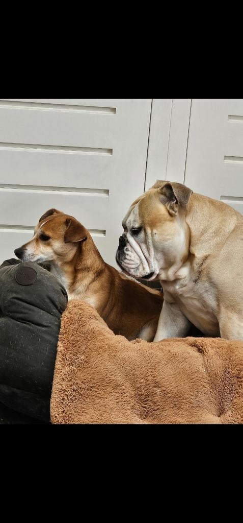 Oppasadres hondjes, Dieren en Toebehoren, 6 jaar of ouder, Meerdere, Nederland, Particulier