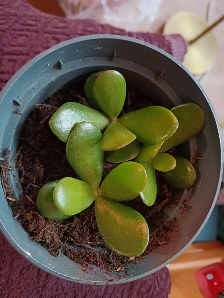Crassula ovatie vetplant, Ophalen, Halfschaduw, Minder dan 100 cm