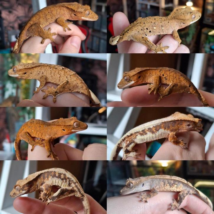 8 mooie jonge wimpergekko's/crested geckos, mannen + vrouwen