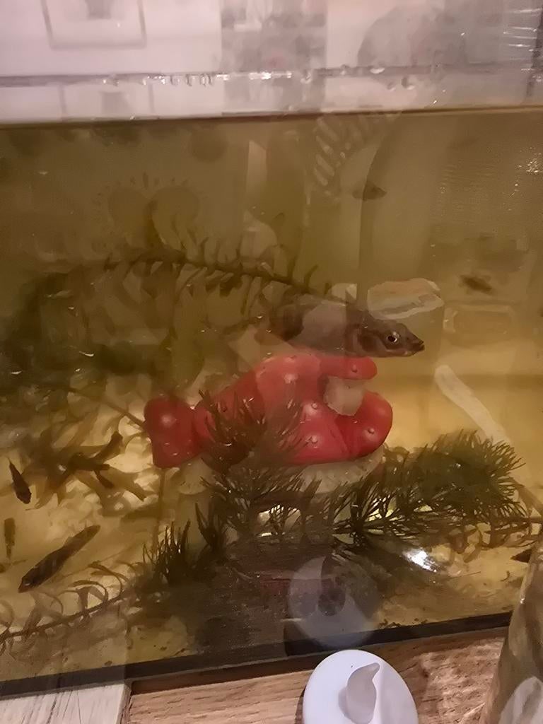 Stekelbaarsjes voor vijver, Dieren en Toebehoren, Vissen | Vijvervissen