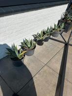 Agave plant planten americana en variegata, Bloeit niet, Overige soorten, Minder dan 100 cm, Ophalen