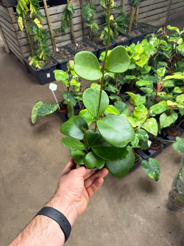 Hoya Kerii - Hartjesplant in 12 cm pot, Huis en Inrichting, Kamerplanten, Overige soorten, In pot, Minder dan 100 cm, Groene kamerplant