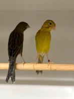 Te koop koppels japanse hoso, Meerdere dieren, Postuurkanarie