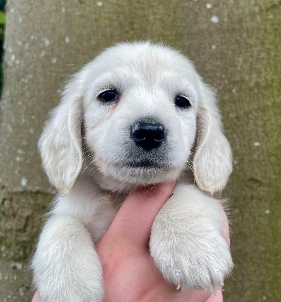 Mooie creme kleurige teckel pups, Parvo, Reu, 8 tot 15 weken, Dwerg