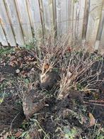 GRATIS - planten, Overige soorten, Volle zon, Vaste plant, Ophalen of Verzenden