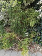 Japanse cipres, Ophalen of Verzenden