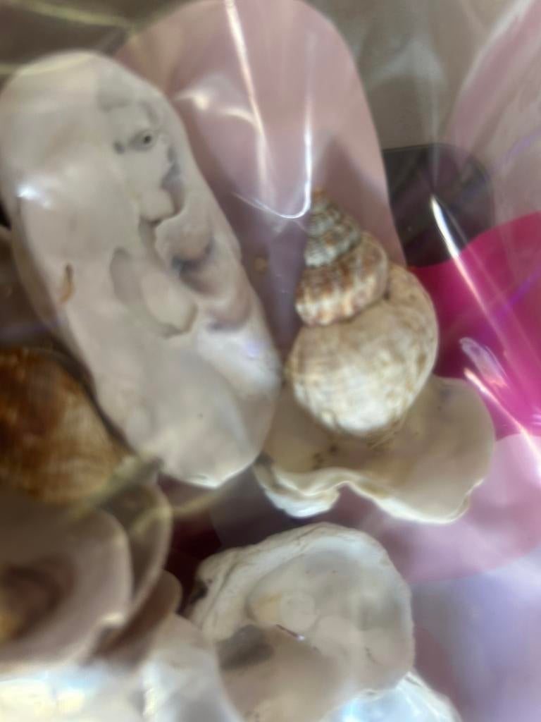 2,5 kilo schelpen bijzondere, Verzamelen, Mineralen en Fossielen, Ophalen of Verzenden, Overige typen