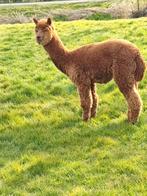 Mooie alpaca's mannen te koop, Mei, Mannelijk