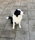 Border collie, België, Particulier, 15 weken tot 1 jaar, Reu