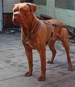 Goed te huis gezocht! Presa ( dogo) canario x bordeauwdog, Dieren en Toebehoren, Reu, 1 tot 2 jaar, Eén hond, Nederland