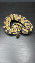 1.0 classic th black axanthic (tsk) / dg / clown, Dieren en Toebehoren, Reptielen en Amfibieën, Slang, Tam, 0 tot 2 jaar