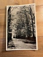 Ansichtkaart Dieren, middachter allee, Ophalen of Verzenden, Gelderland