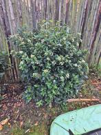Viburnum Tinus Sneeuwbal ca. 1,00m hoog, Ophalen, Overige soorten, Struik, 100 tot 250 cm