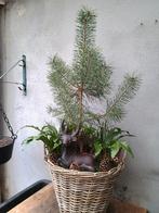 Te koop rieten mand met een Pinus Sylvestris, Ophalen