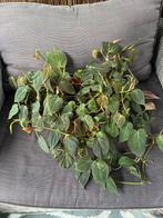 Philodendron Scandens Micans, Huis en Inrichting, Kamerplanten, Ophalen of Verzenden, Overige soorten, In pot, Minder dan 100 cm