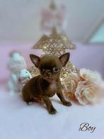 Prachtige chihuahua reutjes, Dieren en Toebehoren, België, Rabiës (hondsdolheid), Reu, 8 tot 15 weken