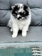 Hond, Overige rassen, 8 tot 15 weken, Parvo, Meerdere