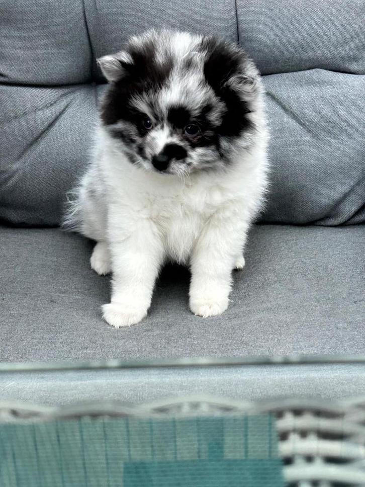 Hond, Dieren en Toebehoren, Honden | Chihuahua's en Gezelschapshonden, Meerdere dieren, Overige rassen, Particulier, Meerdere