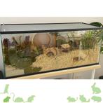 Hamster terrarium, Dieren en Toebehoren, Knaagdieren en Konijnen | Hokken en Kooien, Kooi, Minder dan 75 cm, Zo goed als nieuw