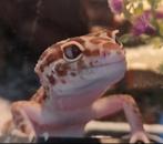 VOEDSELDIEREN gezocht voor lieve Lilly, Dieren en Toebehoren, Reptielen en Amfibieën, Overige soorten