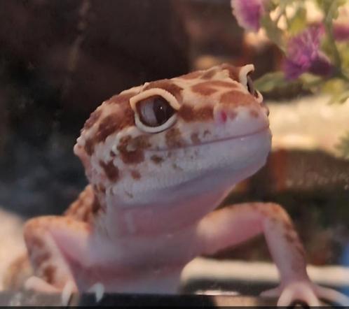 VOEDSELDIEREN gezocht voor lieve Lilly, Dieren en Toebehoren, Reptielen en Amfibieën, Overige soorten