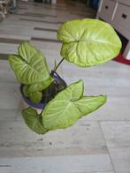 Syngonium kamerplant, Huis en Inrichting, Kamerplanten, Ophalen