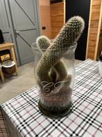 Cactus in glazen vaas, Ophalen, Zo goed als nieuw, Overig speelgoed
