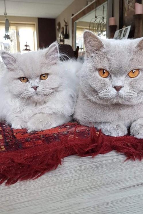 Brits korthaar en Brits langhaar, Dieren en Toebehoren, Katten en Kittens | Raskatten | Langhaar, Meerdere dieren, 6 jaar of ouder