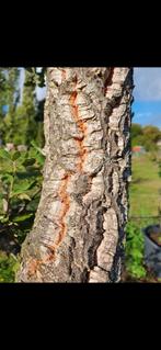 Quercus Suber / mediterrane kurkeik / halfstam/ wintergroen, Bloeit niet, 250 tot 400 cm, Ophalen, Volle zon
