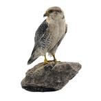 opgezette vogel, Verzamelen, Dierenverzamelingen, Ophalen of Verzenden, Nieuw, Vogel, Opgezet dier