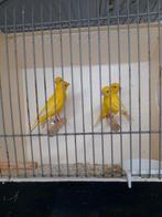 Raza espanol, Dieren en Toebehoren, Vogels | Kanaries, Meerdere dieren, Postuurkanarie