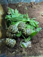 Landschildpad, Dieren en Toebehoren, Reptielen en Amfibieën, Schildpad, 0 tot 2 jaar