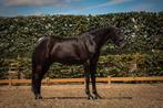 Dressuurpaard, Dieren en Toebehoren, Paarden, Gechipt, Ruin, Dressuurpaard, 3 tot 6 jaar