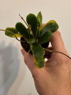 Hoya Rotundiflora, Ophalen of Verzenden