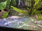 Snow-white short fins., Dieren en Toebehoren, Vis, Zoetwatervis