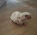 Jonge agapornis te koop, Dieren en Toebehoren, Vogels | Parkieten en Papegaaien, Geslacht onbekend, Dwergpapegaai of Agapornis