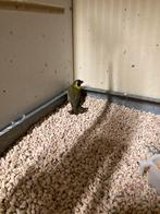 Cubavink man, Dieren en Toebehoren, Vogels | Overige Vogels, Mannelijk