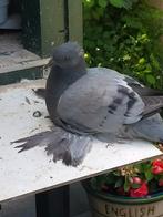 Kroppers, Dieren en Toebehoren, Vogels | Duiven, Mannelijk