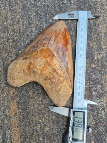 Fossiele Megalodon Haaientand – 138 mm | Perfecte Seraties & beschikbaar voor biedingen