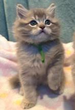 Mooie kittens - ragdoll/bluepoint x Siberische kat, Dieren en Toebehoren, Meerdere dieren, Ontwormd, 0 tot 2 jaar