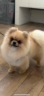Raszuiver Pomeriaan Dekreutje (FCI STAMBOOM) NIET TE KOOP, Rabiës (hondsdolheid), Reu, Eén hond, 3 tot 5 jaar