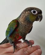 Super lieve Pyrrhura Perlata's beschikbaar, Dieren en Toebehoren, Vogels | Parkieten en Papegaaien, Meerdere dieren, Parkiet, Geringd