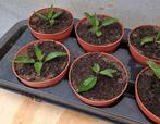 Te koop pepino planten, Ophalen, Volle zon, Groenteplanten, Eenjarig
