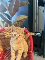 Kittens, Dieren en Toebehoren, Katten en Kittens | Raskatten | Korthaar
