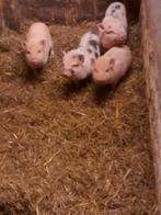 Micro gottinger biggetjes, Dieren en Toebehoren, Schapen, Geiten en Varkens, Meerdere dieren, Varken
