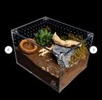 Tarantula Cribs medium cuboid, Dieren en Toebehoren, Insecten en Spinnen, Bijen