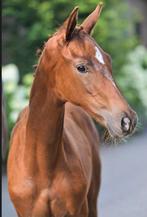 Te koop hengst en merrie veulen + 3 jarige merrie zadelmak, Dieren en Toebehoren, Merrie, 0 tot 2 jaar