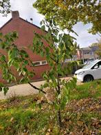 Jonge Kersenboom te koop, Tuin en Terras, Planten | Bomen, Overige soorten, Lente, 100 tot 250 cm, Ophalen